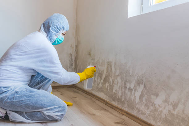 Licensed Attic Mold Remediation service in Quincy, WA - 24 Hour Mold Removal