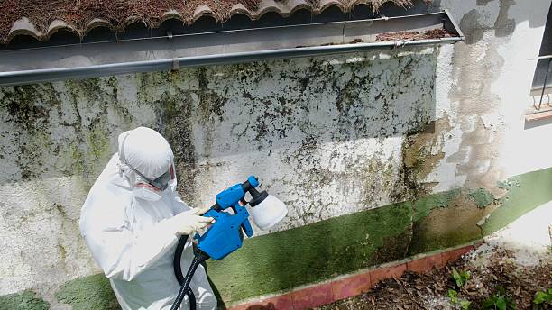 Top rated local Attic Mold Remediation specialists in Quincy, WA